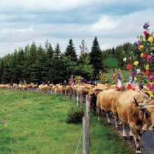 Les vaches parées des plus belles couleurs printanières en route pour l’estive.