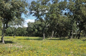 GA1D_GT12_NimesBois des espeisses_CréditVille de Nîmes