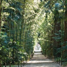 GA7B-GT12Bambouseraie_credit_Bruno_Preschesmisky