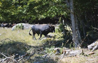 A la découverte de la race aubrac et de son ancêtre, l’auroch.