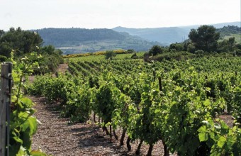 Cultivé depuis le Moyen Age, le vignoble de l’AOC Saint-Chinian s’étend sur 3 300 hectares et 20 communes.