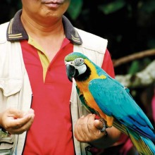 Le parc accueille plus de 400 perroquets rarissimes dans les zoos français, dont le Ara Arauna.